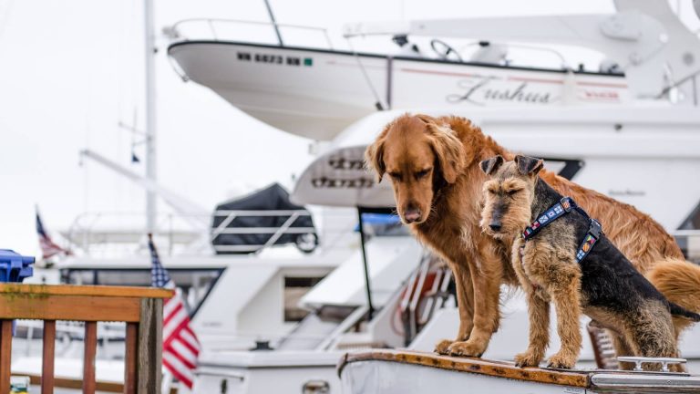 Animali a bordo: come portarli in sicurezza?